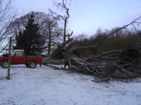  a windblown beech tree to be cleared up
